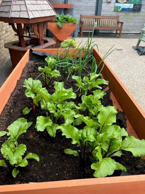 Plants in a raised bed